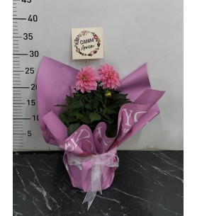 saksı da Dahlia (Yıldız çiçeği)